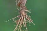 Hairy woodland brome